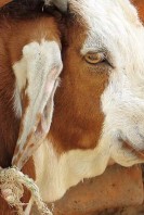 The goal: make people laugh.