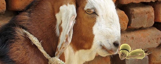 The goal: make people laugh.